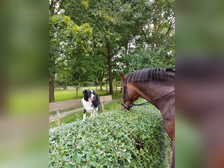Pony tedesco Castrone 16 Anni 148 cm Baio in Dörverden