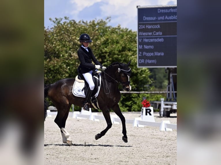 Pony tedesco Castrone 16 Anni 148 cm Baio scuro in München