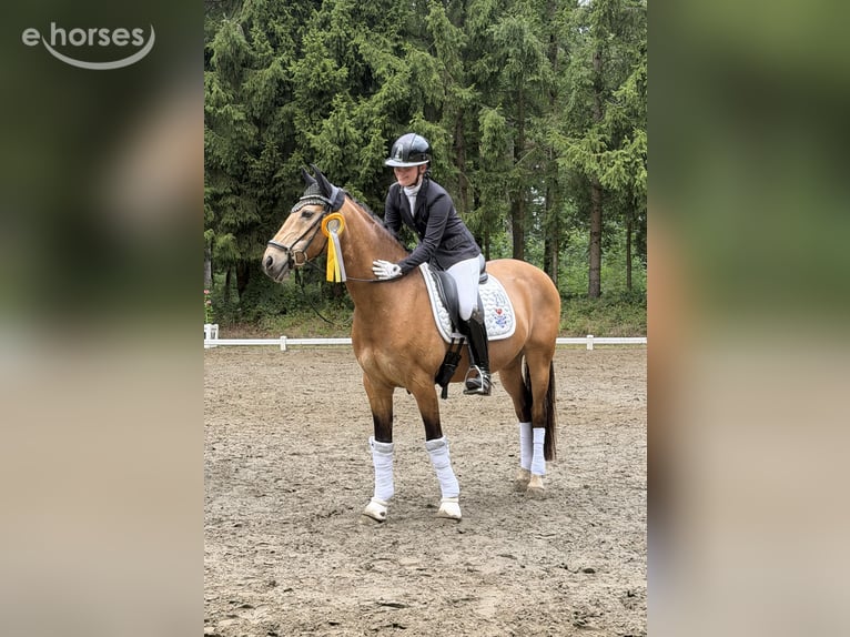 Pony tedesco Castrone 16 Anni 148 cm Falbo in Emkendorf