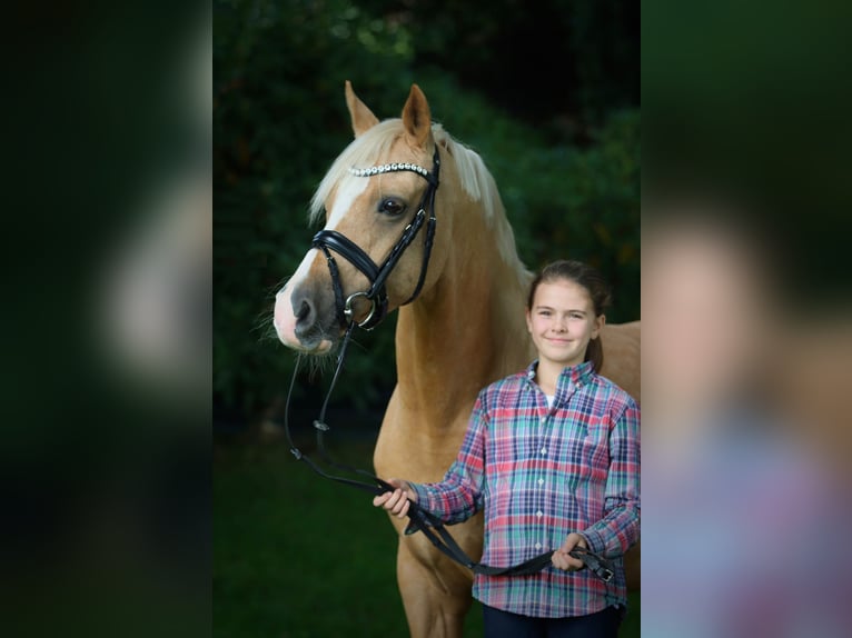Pony tedesco Castrone 16 Anni 148 cm Palomino in Gilching