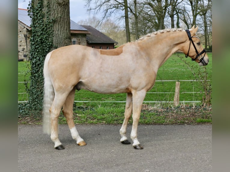 Pony tedesco Castrone 16 Anni 148 cm Palomino in Recke, bei Osnabrück