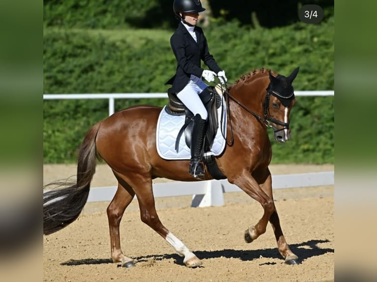 Pony tedesco Castrone 16 Anni 148 cm Sauro in Mellach