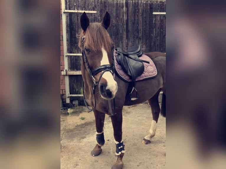 Pony tedesco Castrone 16 Anni 149 cm Sauro scuro in Lilienthal