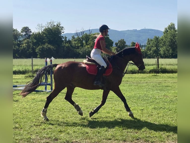 Pony tedesco Castrone 16 Anni 156 cm Baio in Schönau an der Triesting