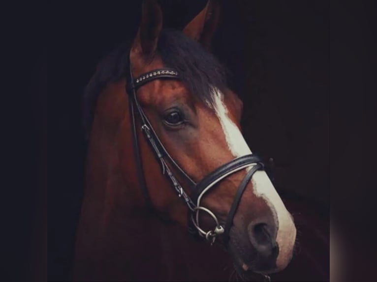 Pony tedesco Castrone 16 Anni 156 cm Baio in Schönau an der Triesting