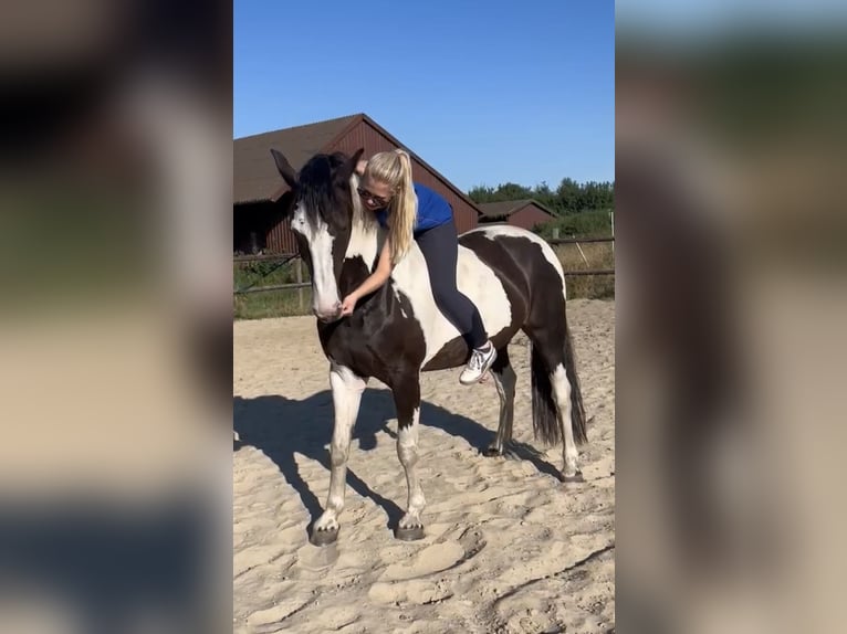 Pony tedesco Mix Castrone 16 Anni 158 cm Pezzato in Wardenburg