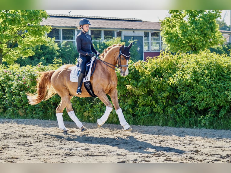 Pony tedesco Castrone 16 Anni 164 cm Sauro in Burgwedel