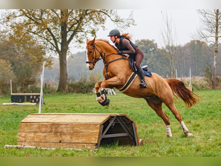 Pony tedesco Castrone 16 Anni 164 cm Sauro in Burgwedel