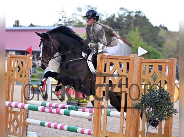 Pony tedesco Castrone 16 Anni Baio scuro in Bad Homburg vor der Höhe