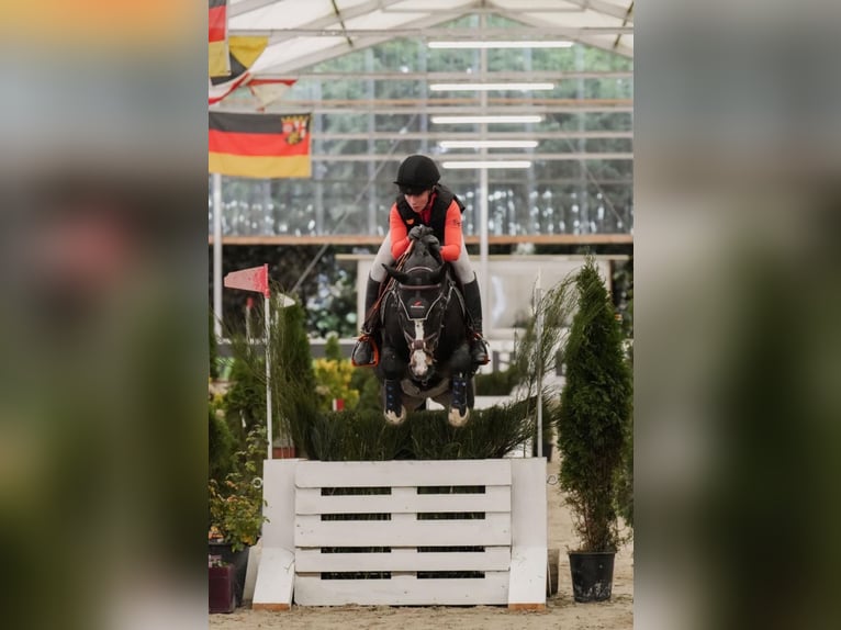 Pony tedesco Castrone 16 Anni Baio scuro in Bad Homburg vor der Höhe