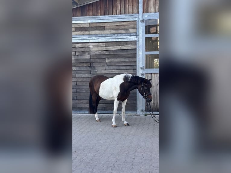 Pony tedesco Castrone 17 Anni 140 cm Pezzato in Leipzig