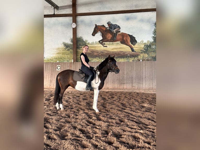 Pony tedesco Castrone 17 Anni 140 cm Pezzato in Leipzig