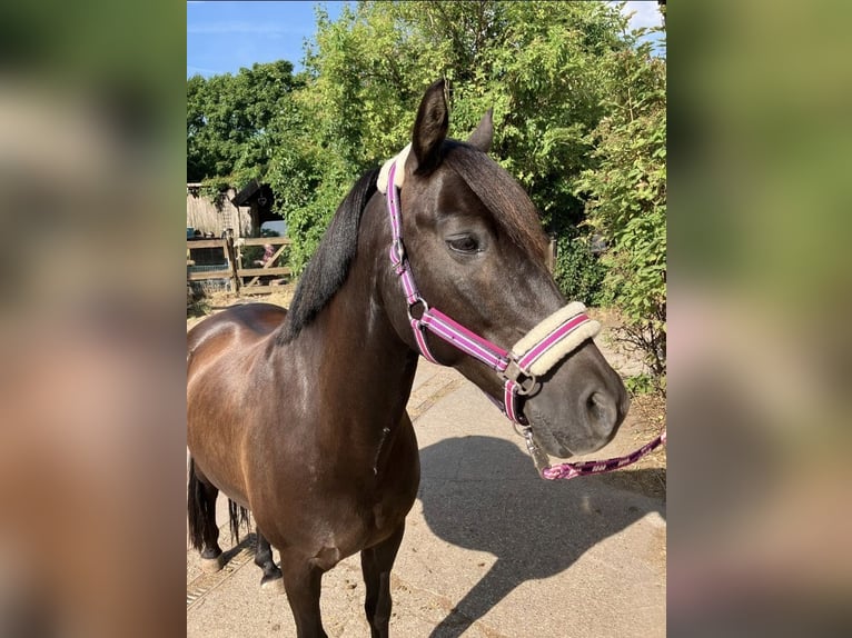 Pony tedesco Castrone 17 Anni 143 cm Baio scuro in Fürth