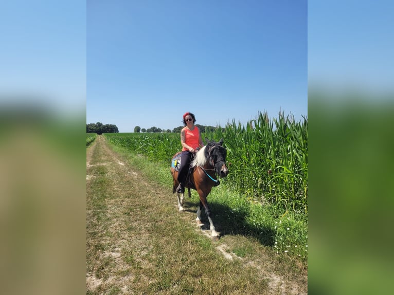 Pony tedesco Castrone 17 Anni 143 cm Pezzato in Nottuln