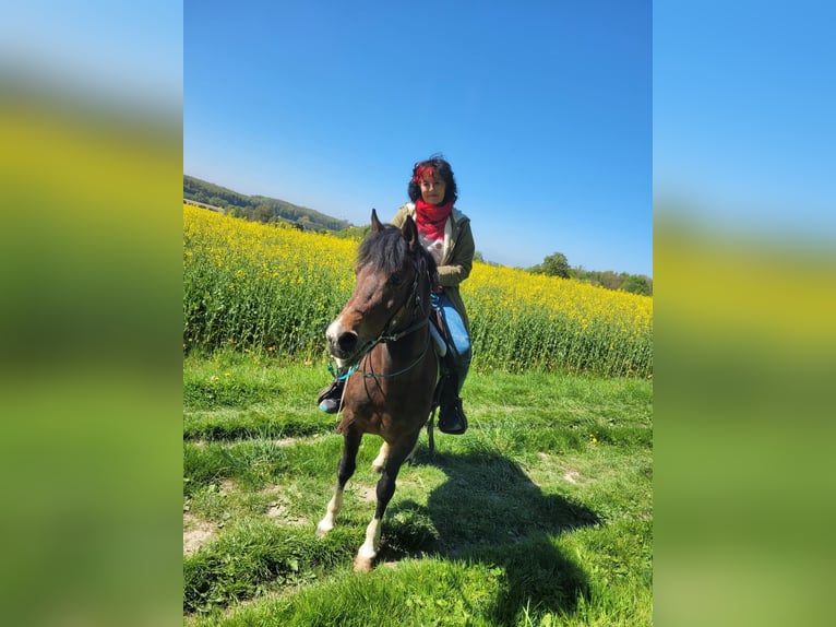 Pony tedesco Castrone 17 Anni 143 cm Pezzato in Nottuln