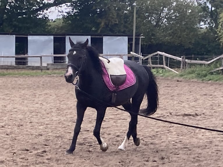 Pony tedesco Castrone 17 Anni 145 cm Baio scuro in Kastorf