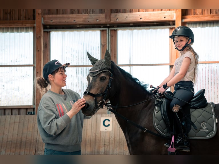 Pony tedesco Castrone 17 Anni 145 cm Falbo in Eberdingen