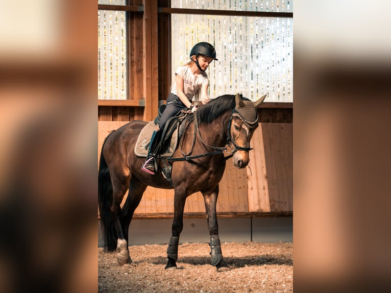 Pony tedesco Castrone 17 Anni 145 cm Falbo in Eberdingen