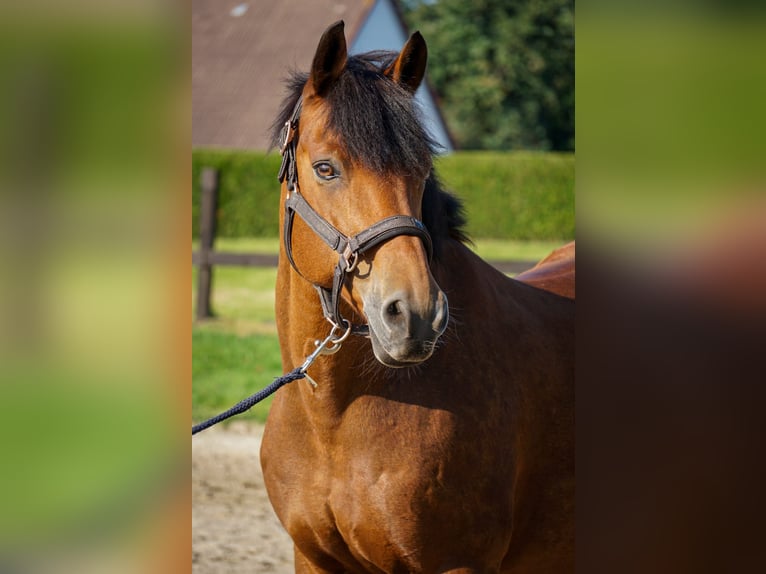 Pony tedesco Castrone 17 Anni 148 cm Baio in Lieth
