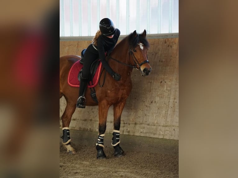 Pony tedesco Castrone 17 Anni 148 cm Baio in Hemmingstedt