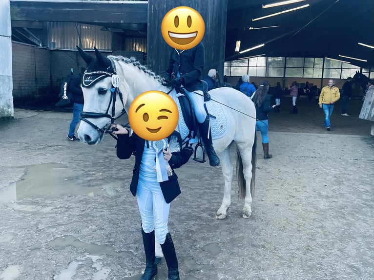 Pony tedesco Castrone 17 Anni 148 cm Bianco in OberhausenOberhausen