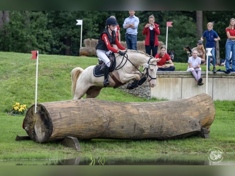 Pony tedesco Castrone 17 Anni 148 cm Cremello in Rödinghausen