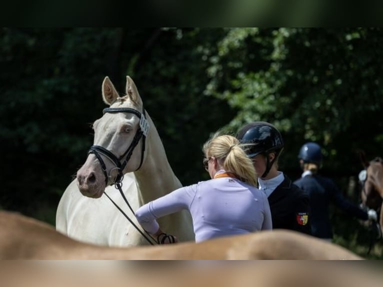 Pony tedesco Castrone 17 Anni 148 cm Cremello in Rödinghausen