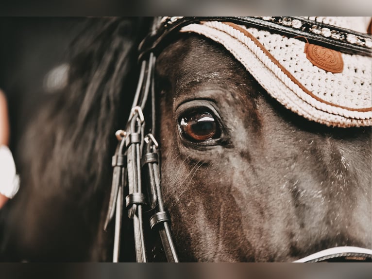 Pony tedesco Castrone 17 Anni 148 cm Morello in Tirschenreuth