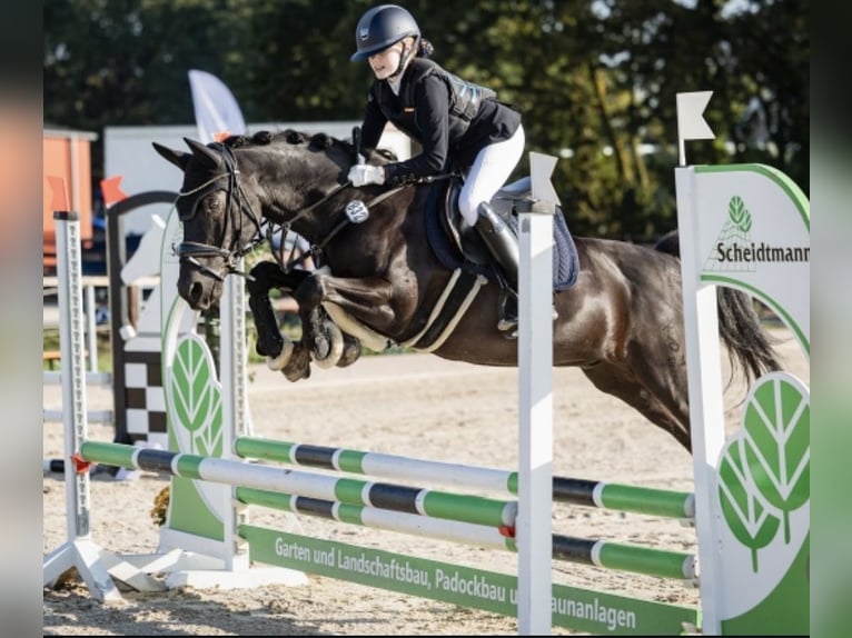 Pony tedesco Castrone 17 Anni 148 cm Morello in Herten