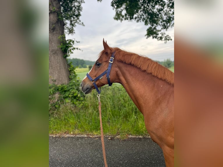 Pony tedesco Castrone 17 Anni 148 cm Sauro in Hamburg Steilshoop