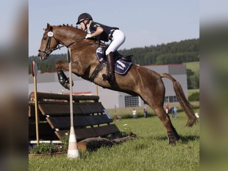 Pony tedesco Castrone 17 Anni 148 cm Sauro in Schernfeld
