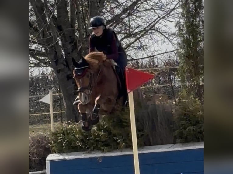 Pony tedesco Castrone 17 Anni 148 cm Sauro in Schernfeld