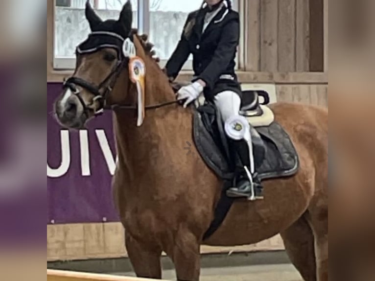 Pony tedesco Castrone 17 Anni 148 cm Sauro in Schernfeld