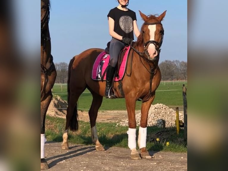 Pony tedesco Castrone 17 Anni 148 cm Sauro in Dötlingen