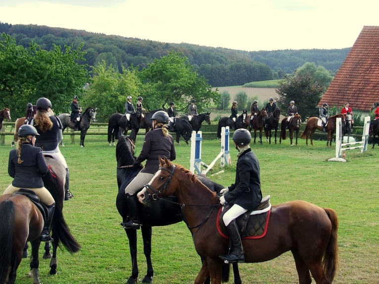 Pony tedesco Castrone 17 Anni 148 cm Sauro in Dötlingen