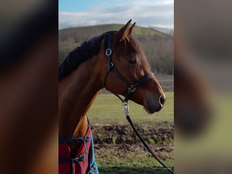 Pony tedesco Castrone 17 Anni 149 cm Baio in NeuensteinStolzeneck