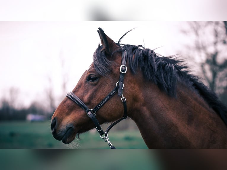Pony tedesco Castrone 17 Anni 149 cm Baio in NeuensteinStolzeneck