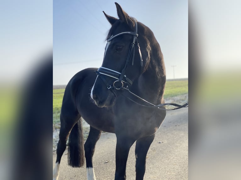 Pony tedesco Castrone 17 Anni 150 cm Baio nero in Rosenheim