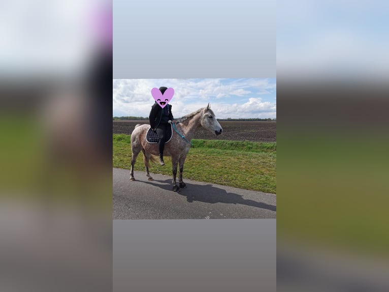 Pony tedesco Castrone 17 Anni 151 cm Grigio trotinato in Visselh&#xF6;vede