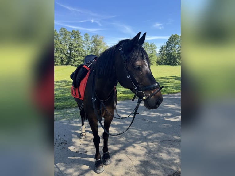 Pony tedesco Castrone 17 Anni 154 cm Baio scuro in Aßlar