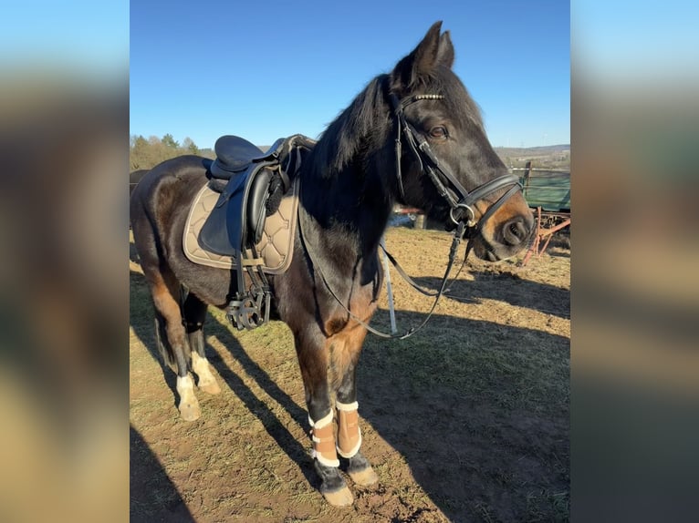 Pony tedesco Castrone 17 Anni 154 cm Baio scuro in Aßlar