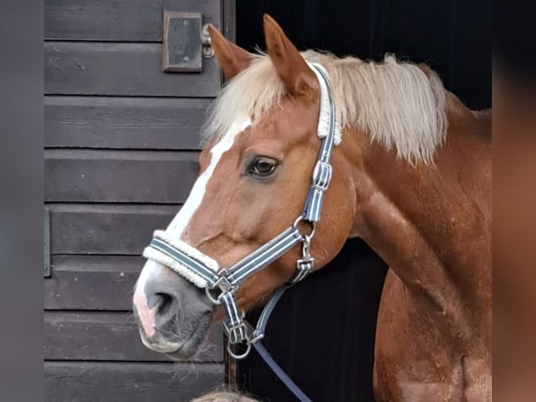 Pony tedesco Mix Castrone 17 Anni 154 cm Sauro in Norderstedt