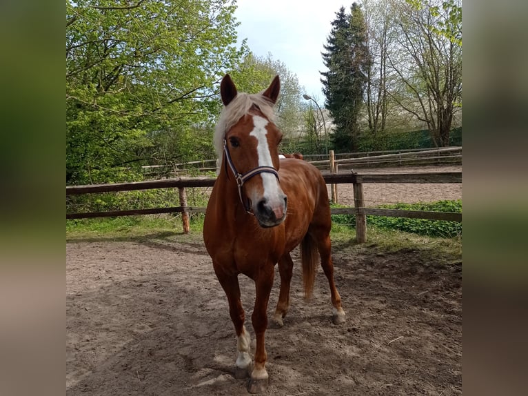 Pony tedesco Mix Castrone 17 Anni 154 cm Sauro in Norderstedt