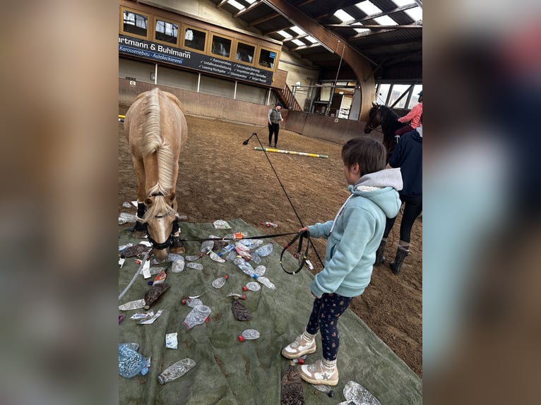 Pony tedesco Castrone 18 Anni 134 cm Palomino in Oberursel