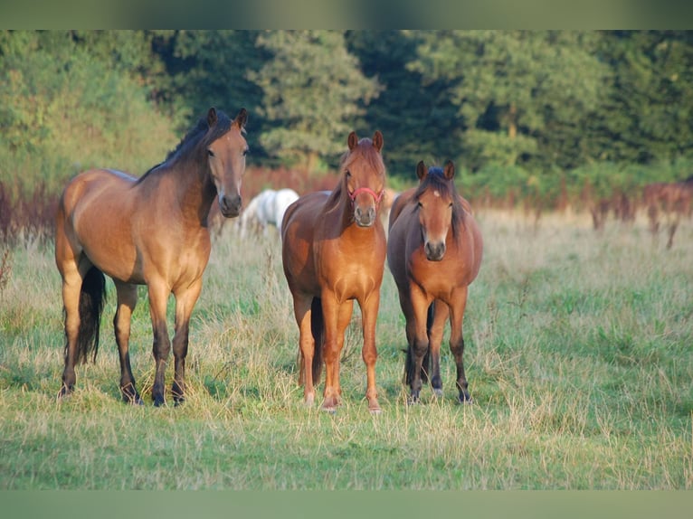 Pony tedesco Mix Castrone 18 Anni 140 cm Sauro in Metelen