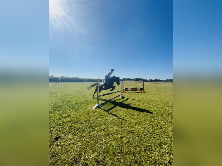 Pony tedesco Castrone 18 Anni 143 cm Baio scuro in Wedel