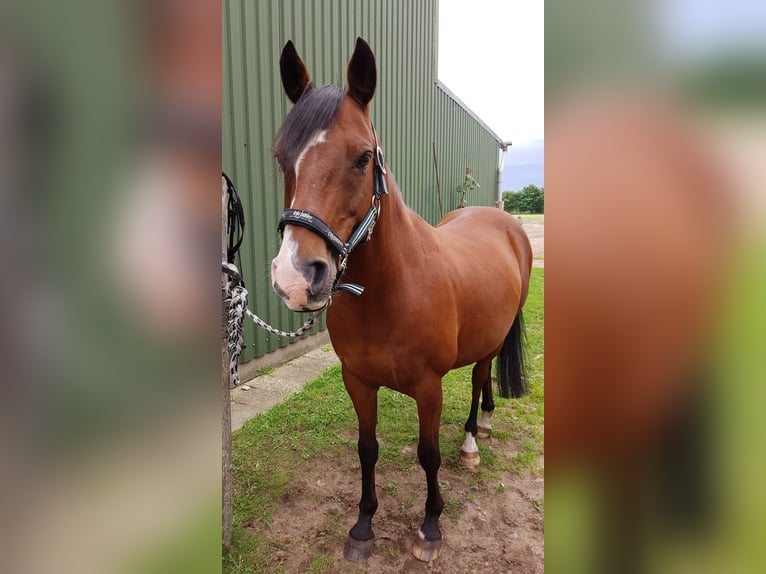 Pony tedesco Castrone 18 Anni 143 cm Baio scuro in Wedel