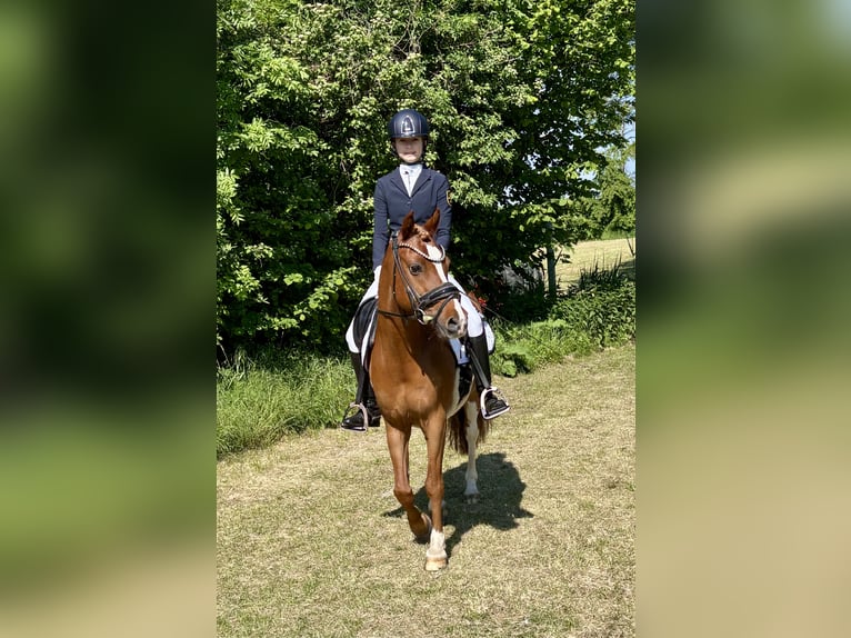 Pony tedesco Castrone 18 Anni 143 cm Sauro in Homburg
