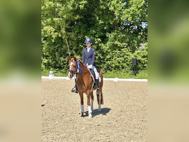 Pony tedesco Castrone 18 Anni 143 cm Sauro in Homburg
