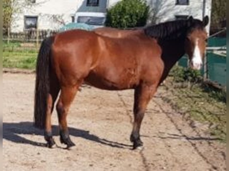 Pony tedesco Castrone 18 Anni 146 cm Baio in Dassel